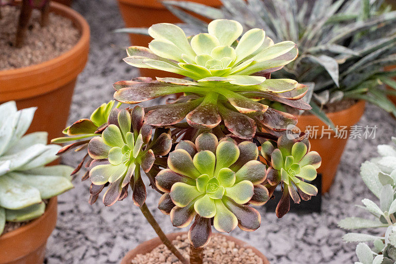 英国伦敦的Aeonium Superbang